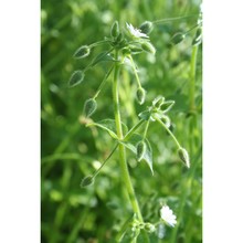 stellaria cupaniana (jord. et fourr.) bég.