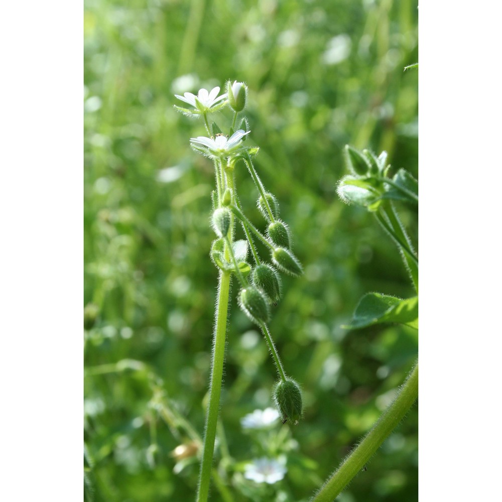 stellaria cupaniana (jord. et fourr.) bég.