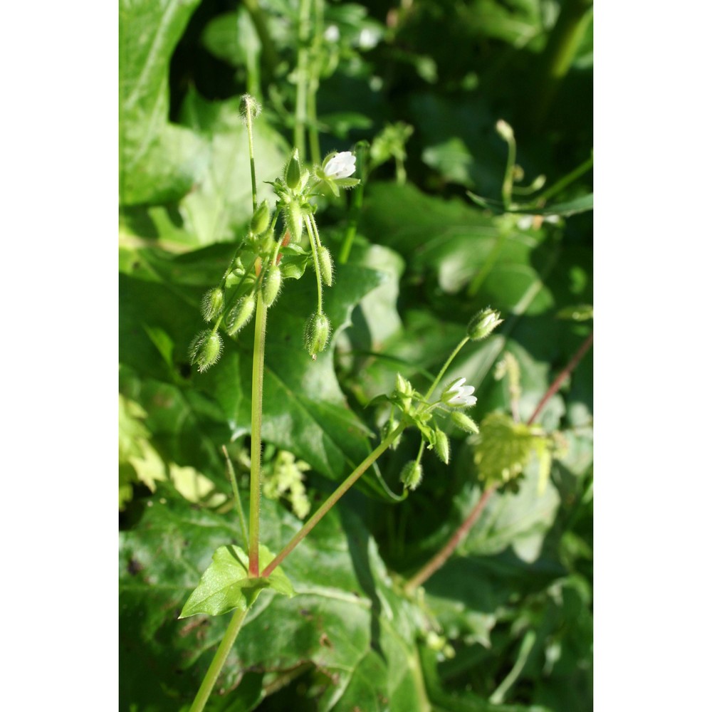 stellaria cupaniana (jord. et fourr.) bég.