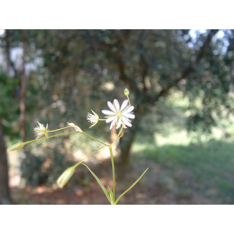 stellaria graminea l.