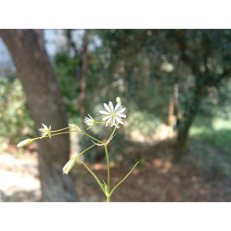 stellaria graminea l.