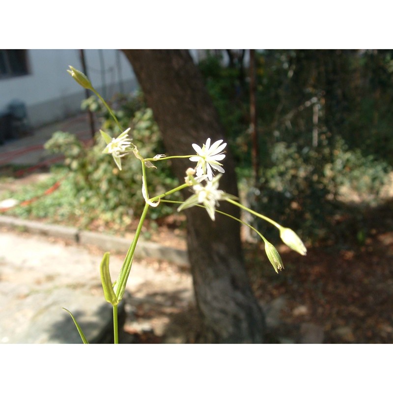 stellaria graminea l.