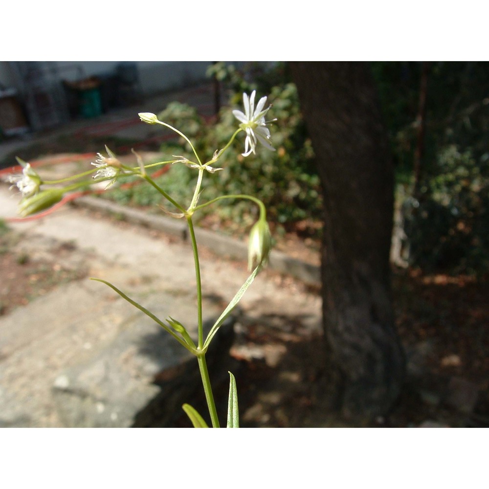 stellaria graminea l.