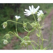 stellaria holostea l.