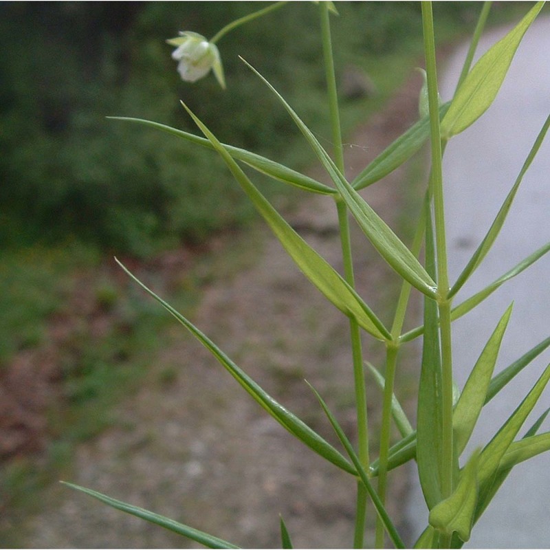 stellaria holostea l.