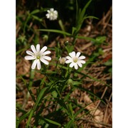 stellaria holostea l.