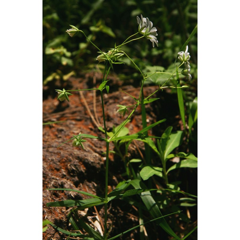 stellaria holostea l.