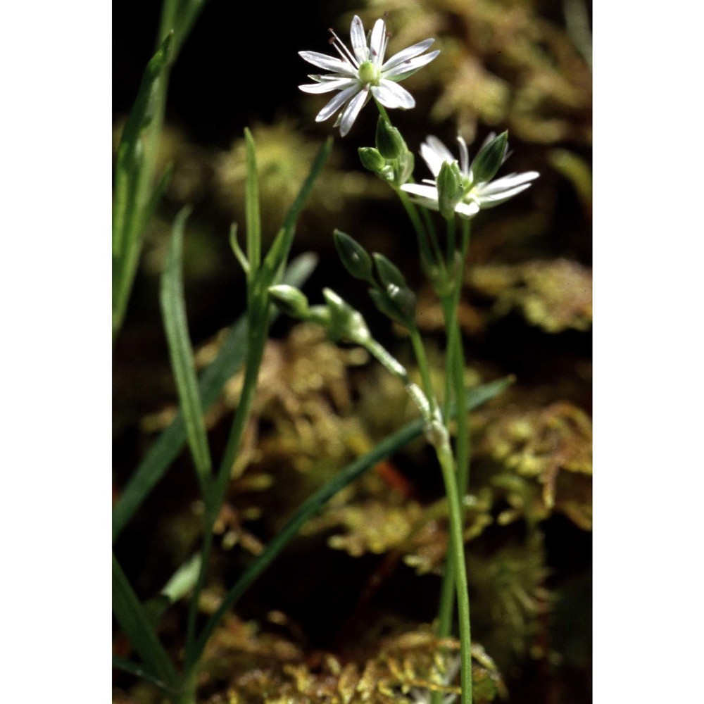 stellaria longifolia willd.