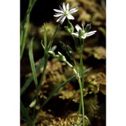 stellaria longifolia willd.