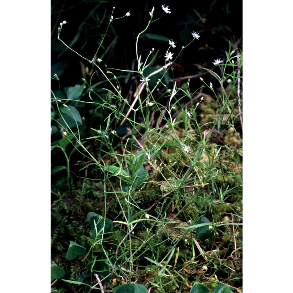 stellaria longifolia willd.