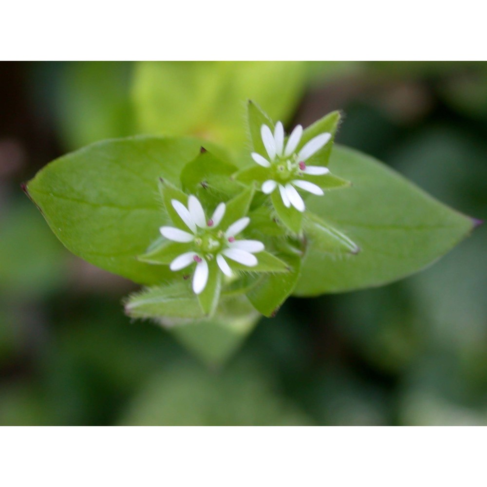 stellaria media (l.) vill.