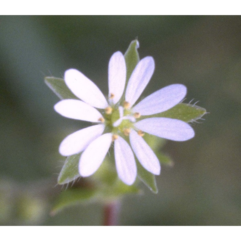 stellaria neglecta weihe