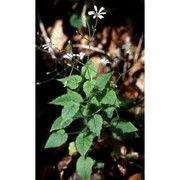 stellaria nemorum l.