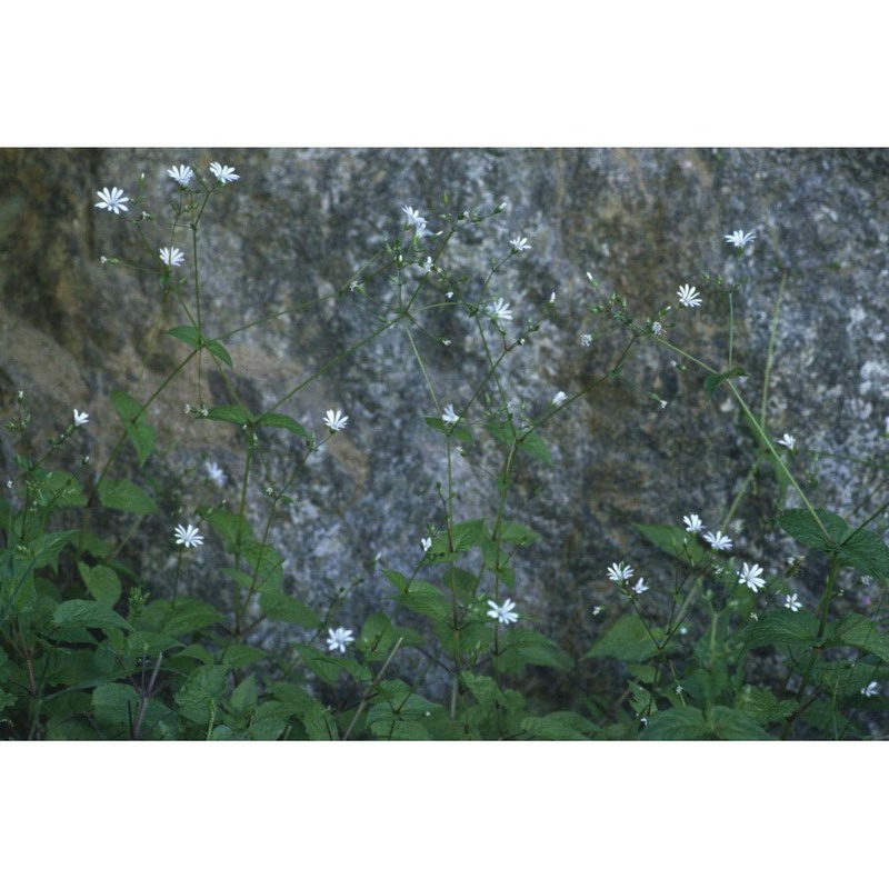 stellaria nemorum l.