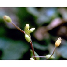 stellaria pallida (dumort.) piré