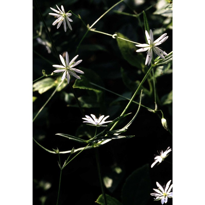 stellaria palustris retz.