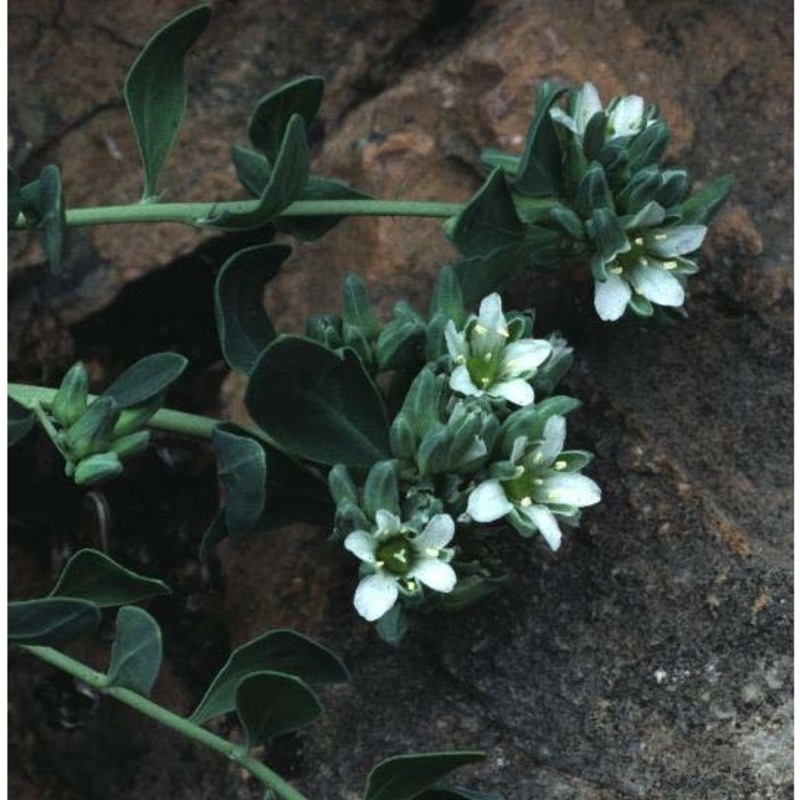 telephium imperati l.