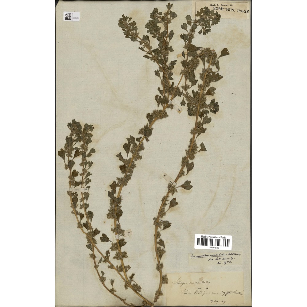 amaranthus acutilobus uline et w. l. bray