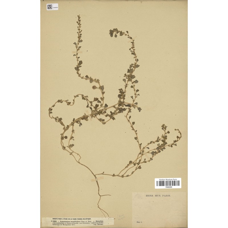 amaranthus acutilobus uline et w. l. bray