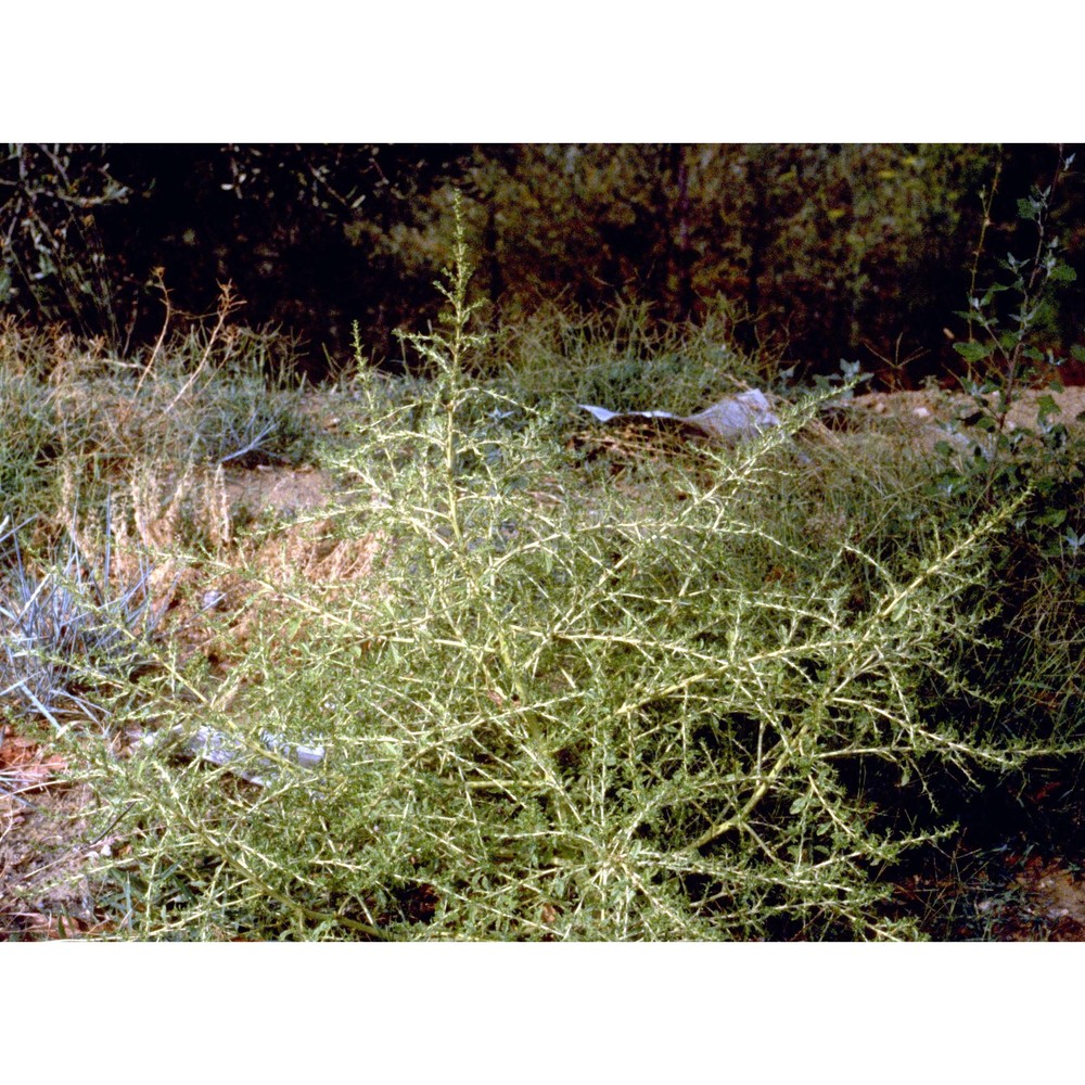 amaranthus albus l.