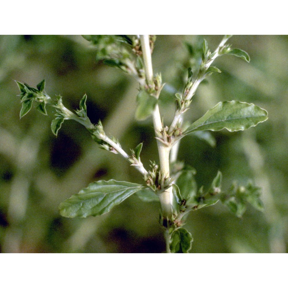 amaranthus albus l.