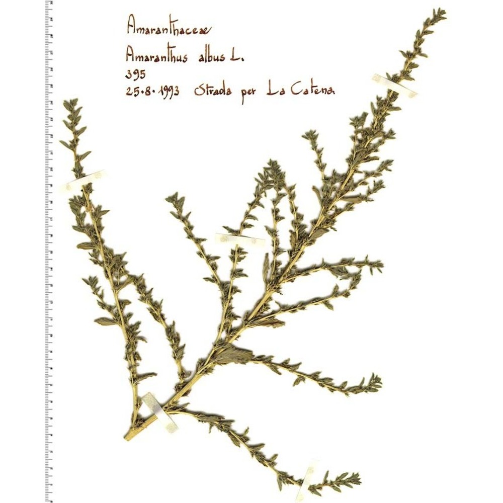 amaranthus albus l.