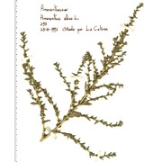 amaranthus albus l.