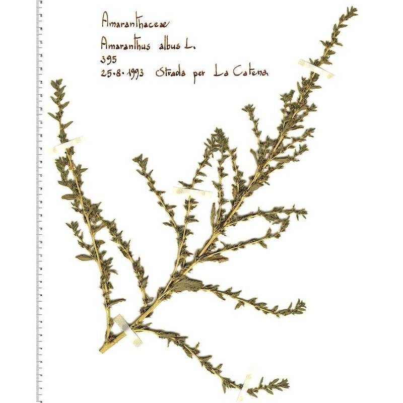 amaranthus albus l.