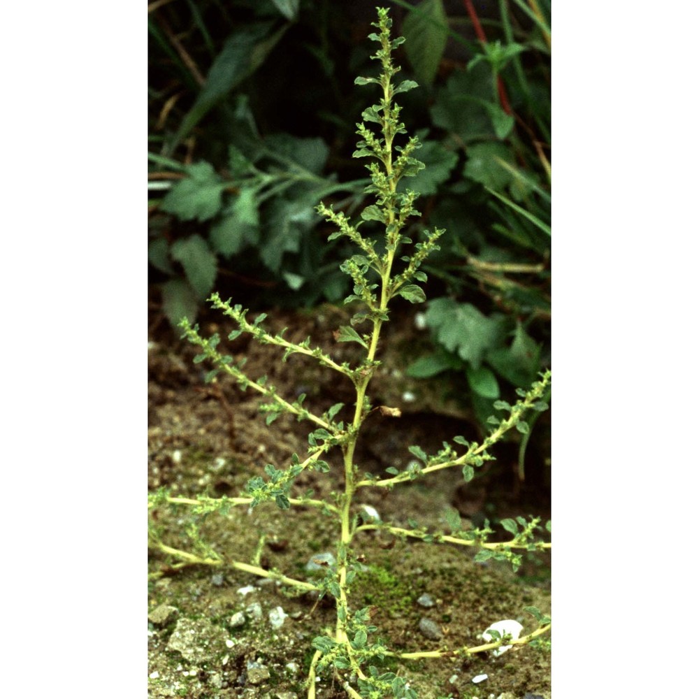 amaranthus albus l.