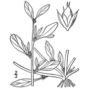 amaranthus blitoides s. watson