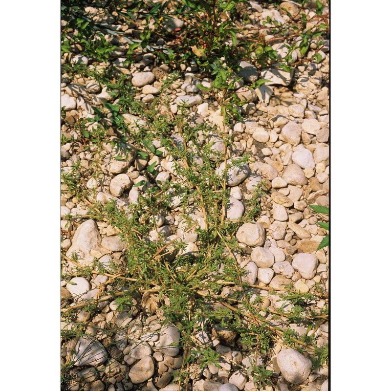 amaranthus blitoides s. watson