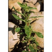 amaranthus blitoides s. watson