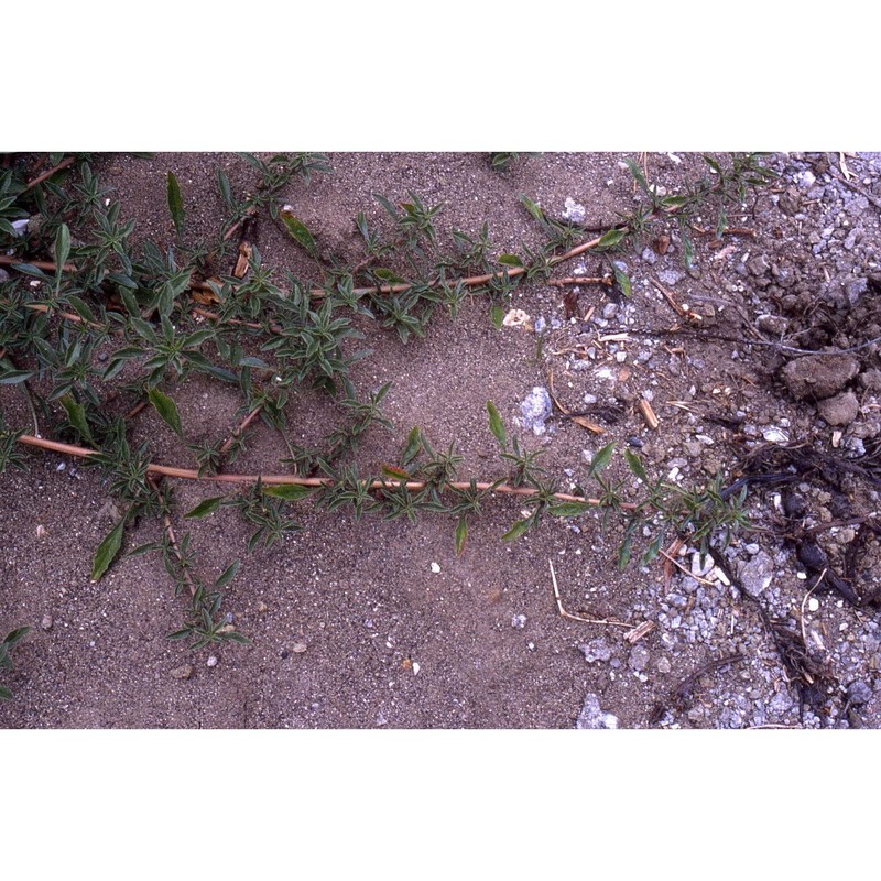 amaranthus blitoides s. watson