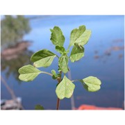 amaranthus blitum l.