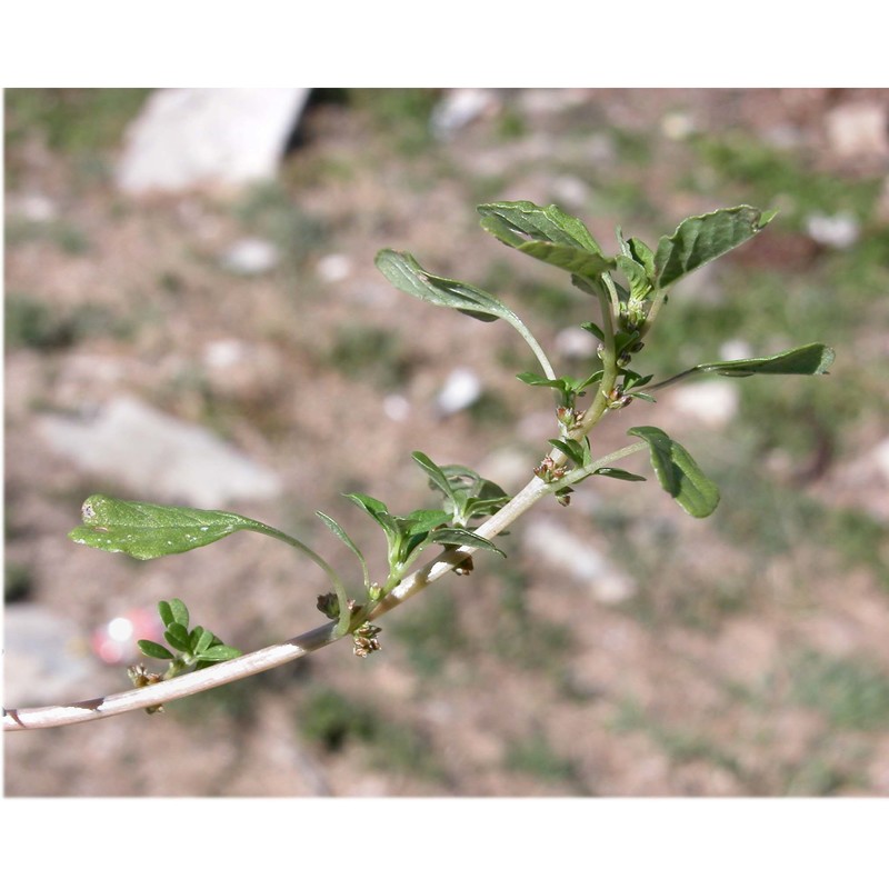 amaranthus blitum l.