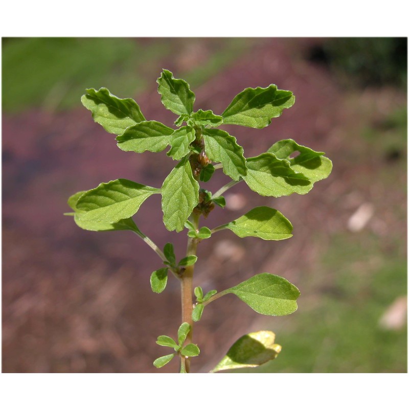 amaranthus blitum l.