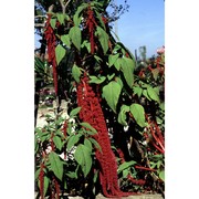 amaranthus caudatus l.