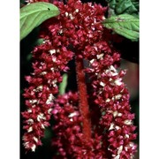 amaranthus caudatus l.