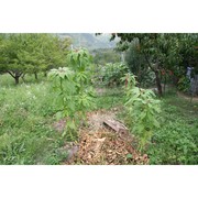 amaranthus caudatus l.