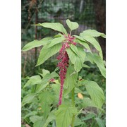 amaranthus caudatus l.