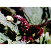 amaranthus cruentus l.