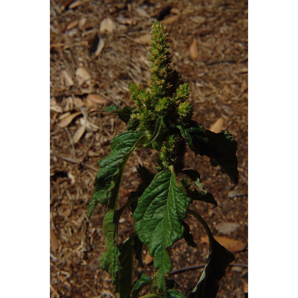 amaranthus cruentus l.