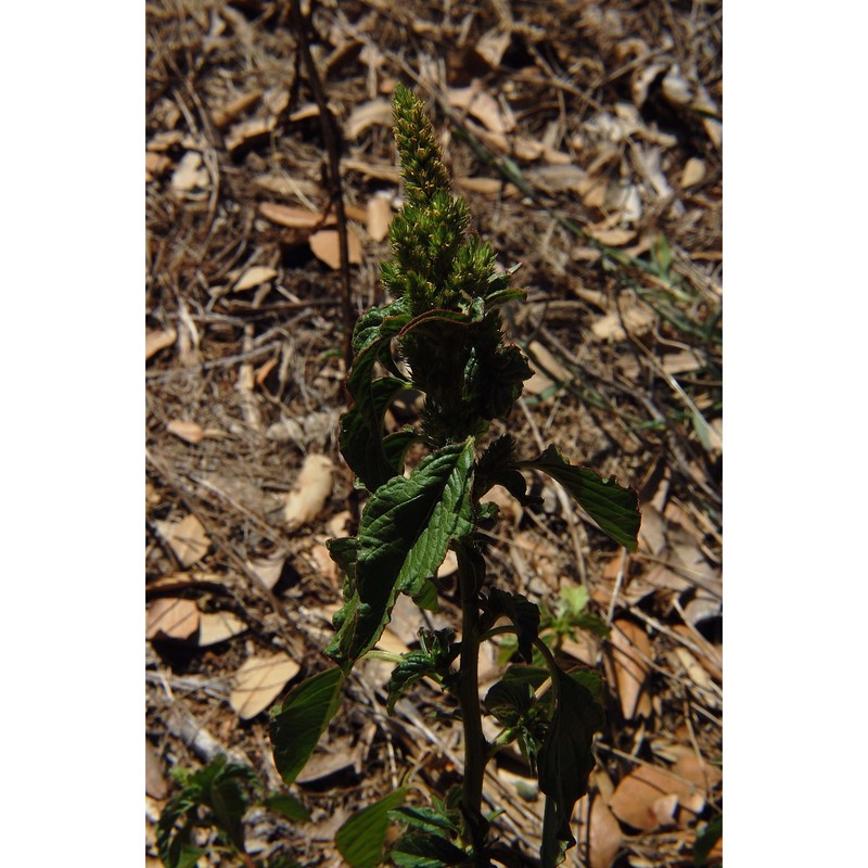 amaranthus cruentus l.