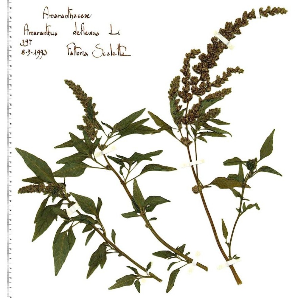 amaranthus deflexus l.