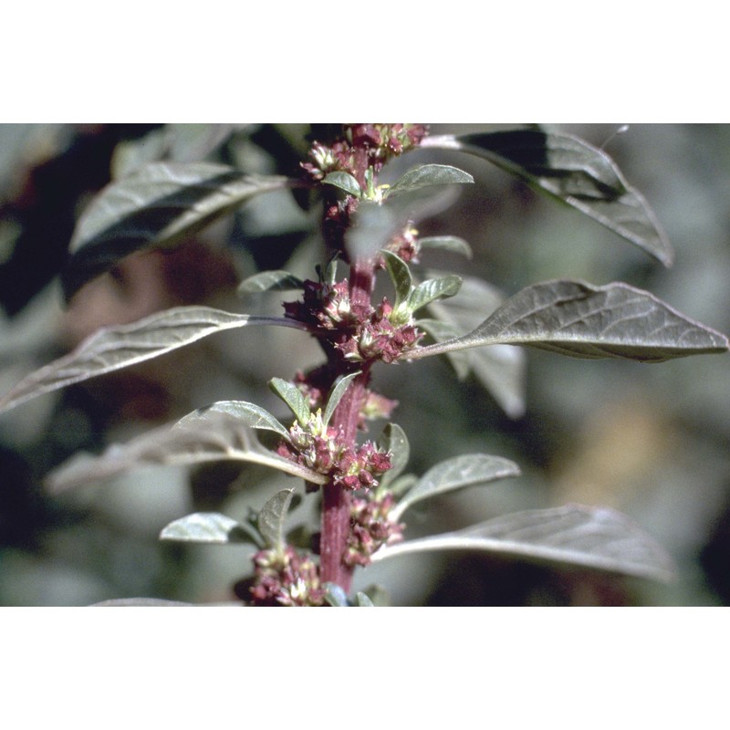 amaranthus graecizans l.