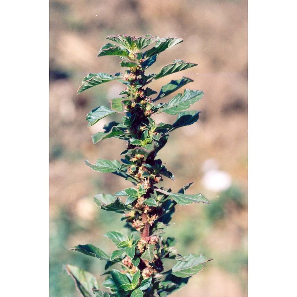 amaranthus graecizans l.