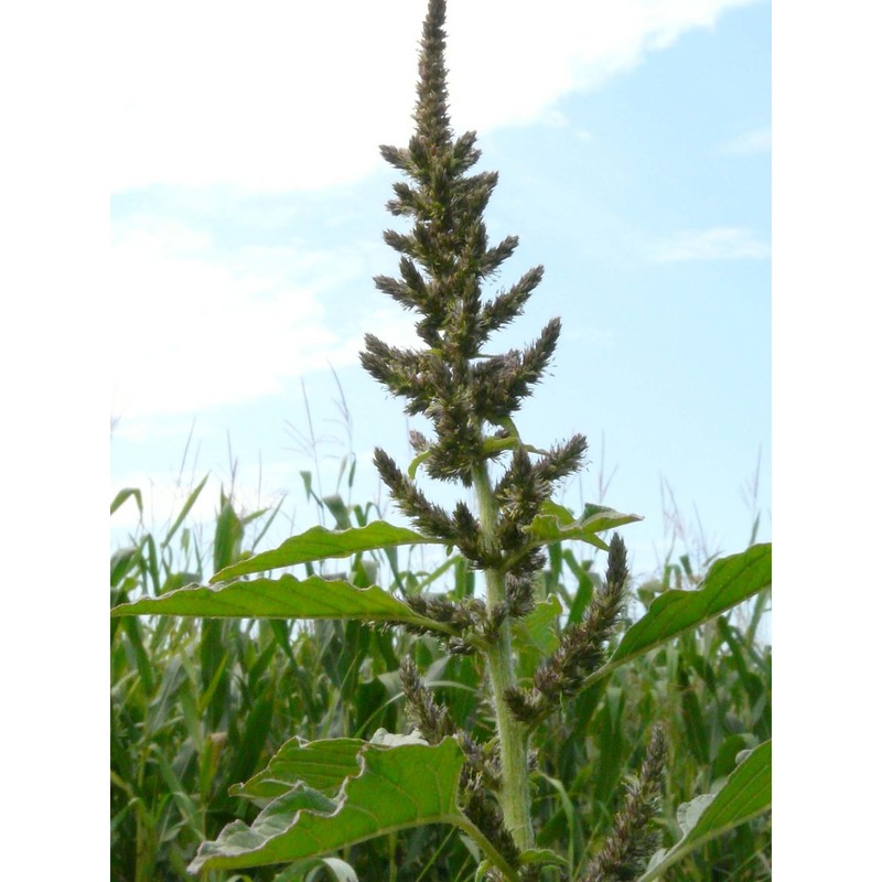 amaranthus hybridus l.