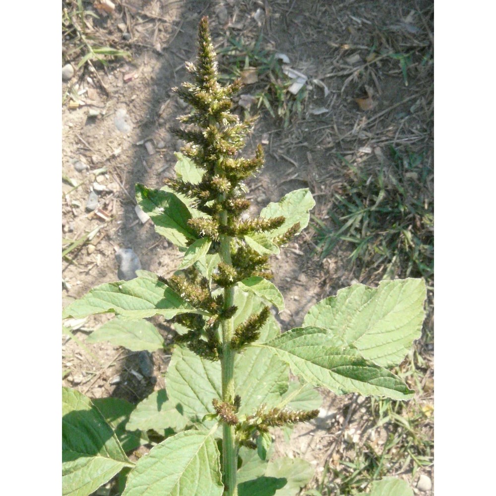 amaranthus hybridus l.