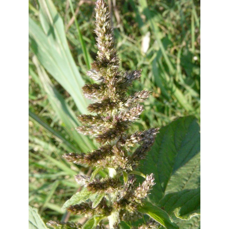 amaranthus hybridus l.