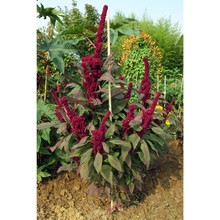 amaranthus hypochondriacus l.